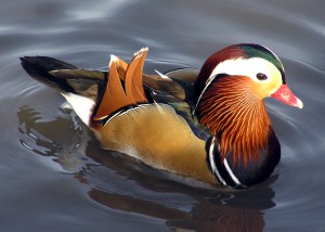 Mandarin.duck.arp